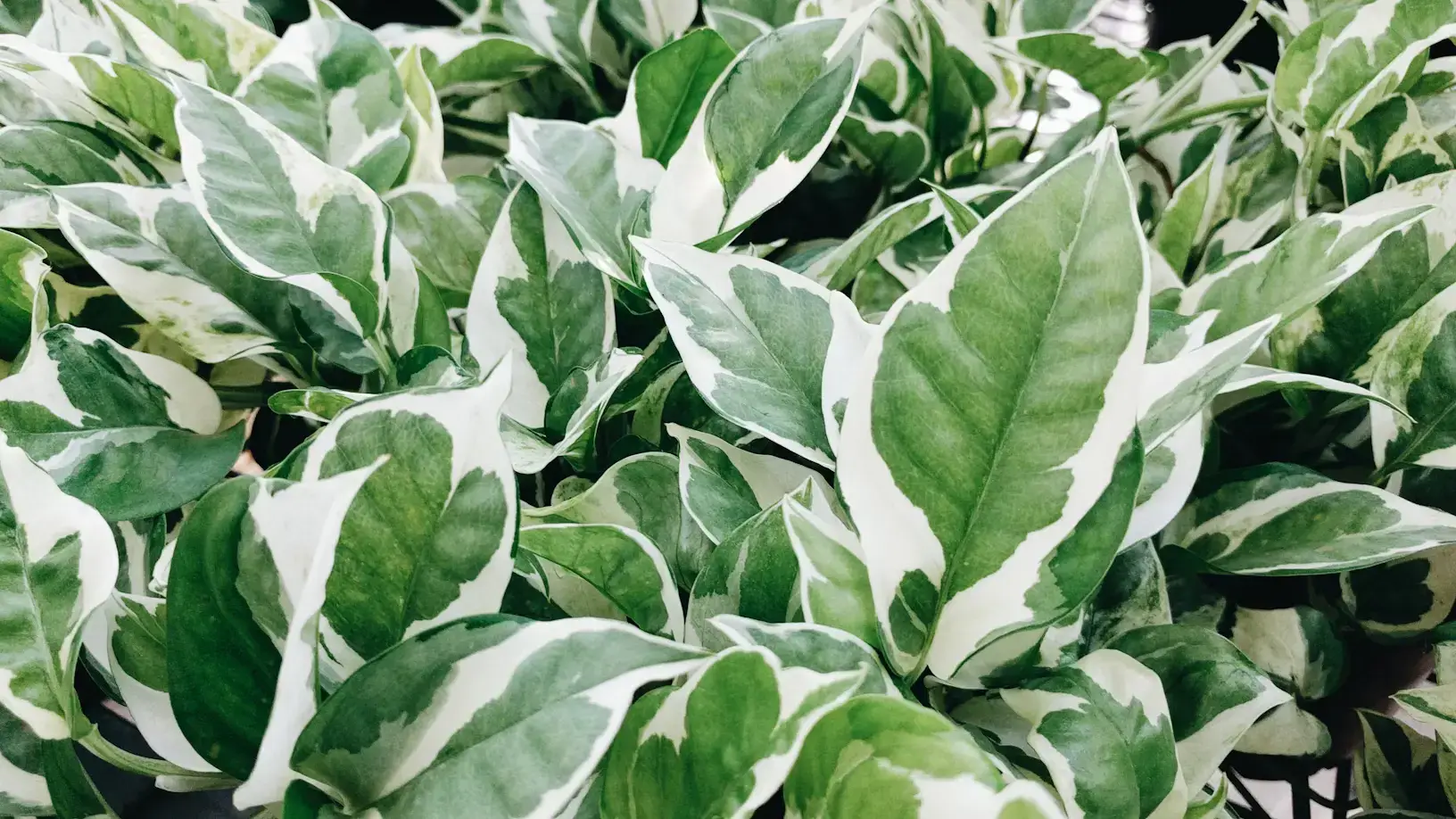 N’Joy Pothos